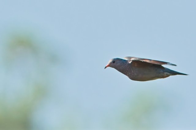 A Flight Through Florida's Pine Flatwoods: Observing the Common Ground Dove at Crew Flint Pen Strand