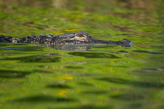 The Silent Sentinel of Lakes Park: Life in the Green Waters