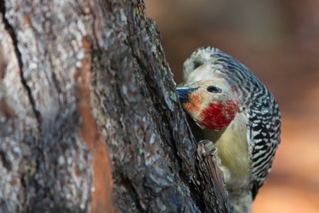 Red-bellied Woodpecker Behavior at Lakes Park Florida