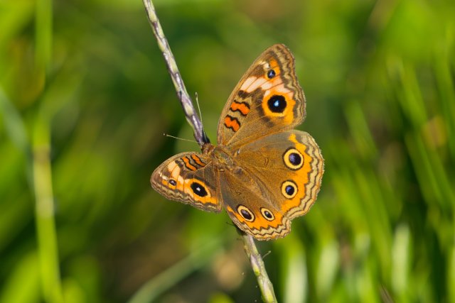 West Indian Mangrove Buckeye Discovery at Rotary Park