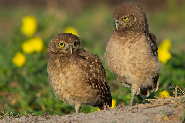 Guardians of the Green: Burrowing Owls Thriving in Suburban Southwest Florida