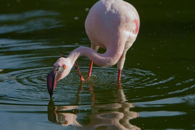 Lesser flamingo at Naples Zoo at Caribbean Gardens