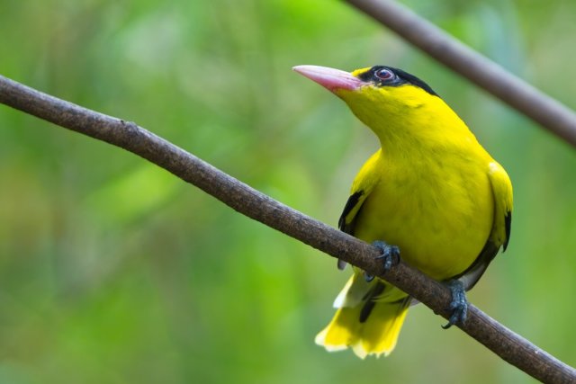 Vibrant Black-naped Oriole: A Canopy Artist at Zoo Miami