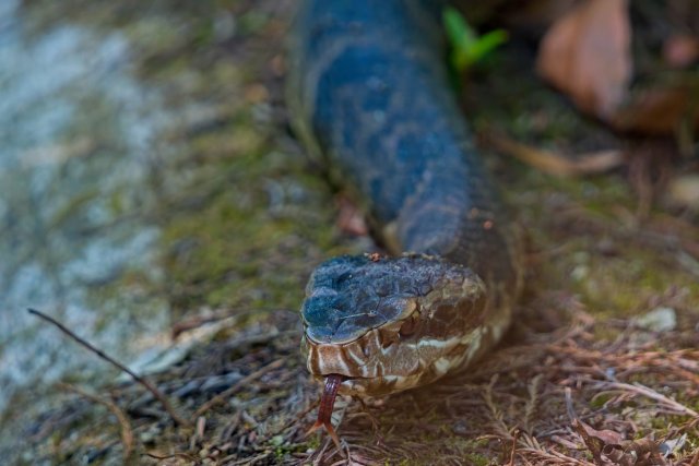 The Silent Hunter of the Cypress Slough: A Portrait of the Florida Cottonmouth