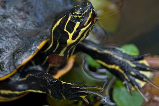 Florida Red-Bellied Cooter at Six Mile Cypress Slough Preserve