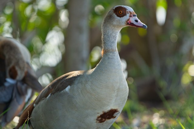 Egyptian Goose at Lakes Park