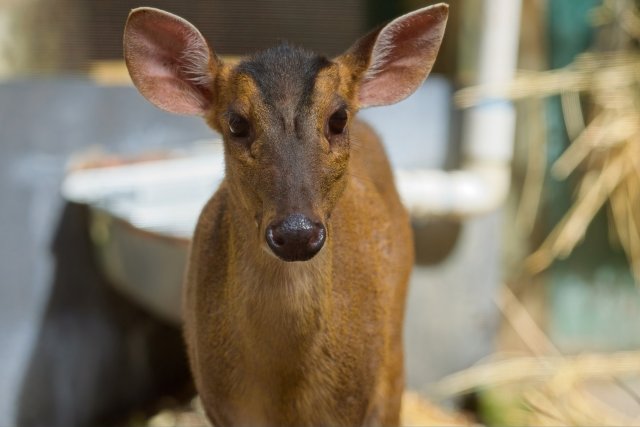 Reeve's Muntjac camouflage and behavior in Sarasota Jungle Gardens