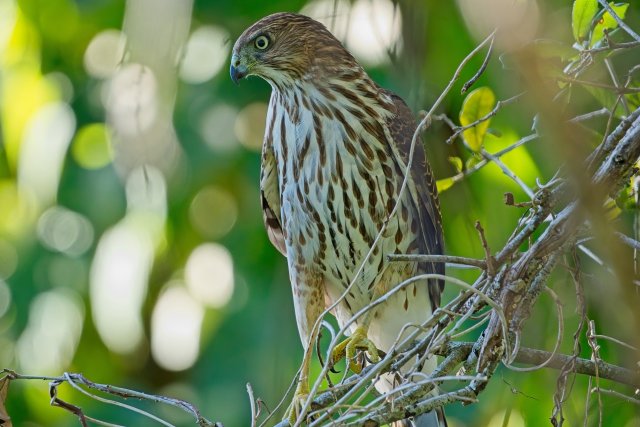 A Fiery Gaze in Rotary Park: Observing the Cooper's Hawk
