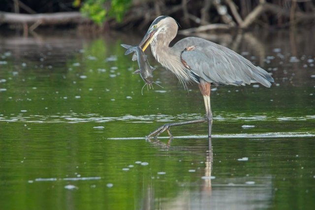 Great Blue Heron Hunting Catfish at J.N. Ding Darling National Wildlife Refuge