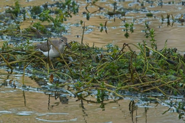 Spotted Sandpipers: Bobbing Along in Harns Marsh