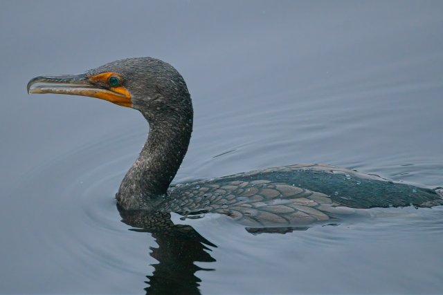 The Silent Hunters of the Slough: Discovering the Double-crested Cormorant in Six Mile Cypress