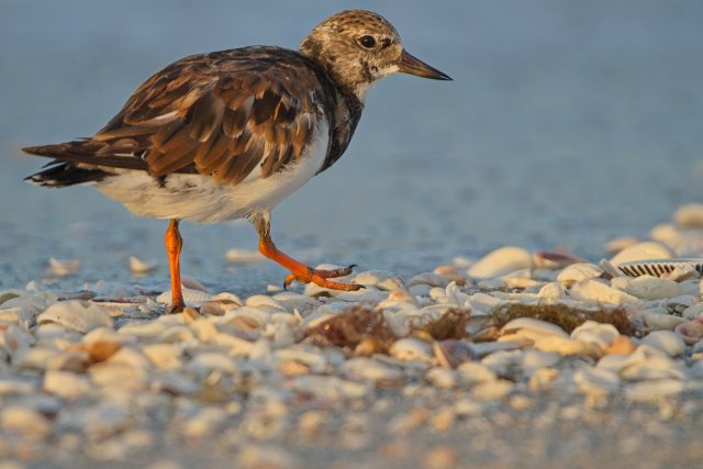 Ruddy Turnstone at Bowman's Beach