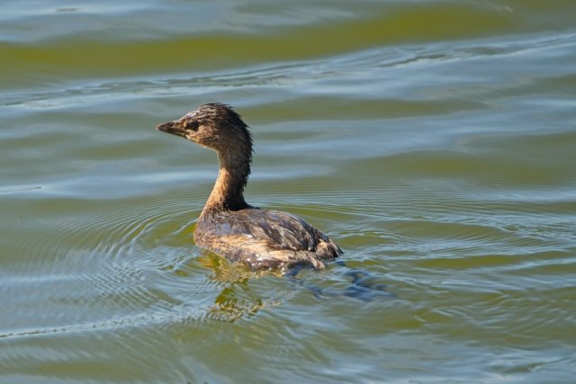 The Silent Pursuit of the Pied-billed Grebe in Lakes Park