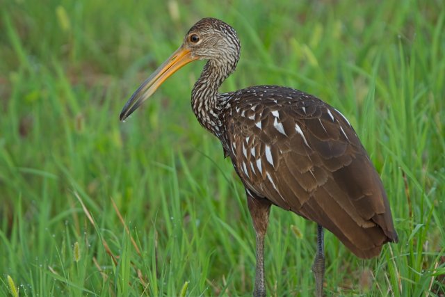 A Limpkin's Quiet Vigil in the Harns Marsh Preserve