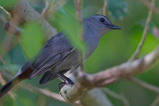 Gray Catbird at Rotary Park
