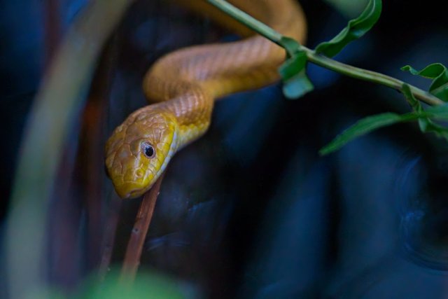 Yellow Rat Snake in Six Mile Cypress Slough Preserve habitat