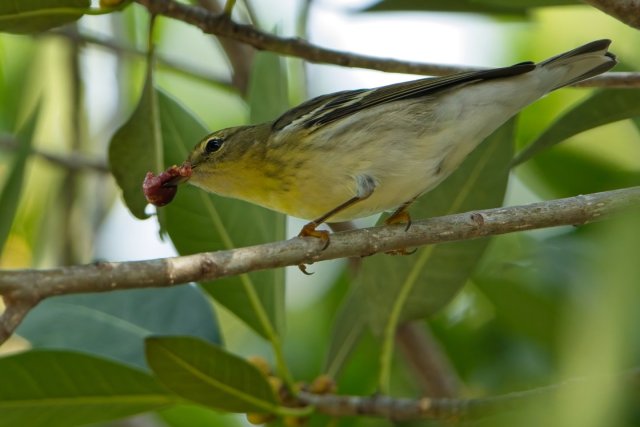 Blackpoll Warbler at Rotary Park
