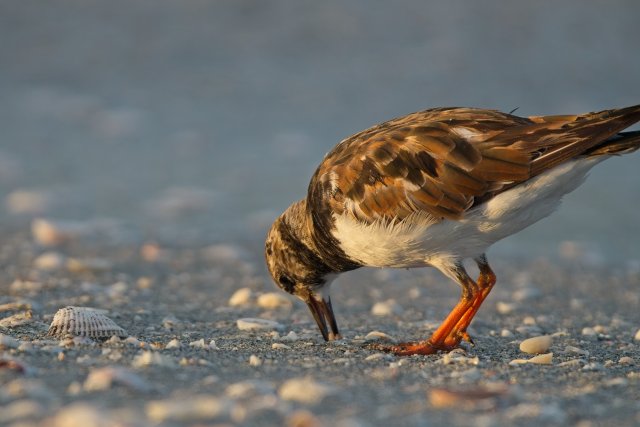 Ruddy Turnstone at Bowman's Beach