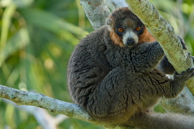 Collared Lemur at Naples Zoo at Caribbean Gardens