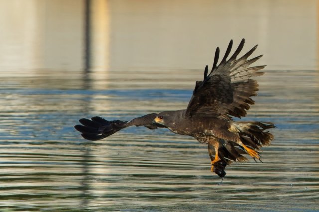 Snail Kite at Harns Marsh Preserve