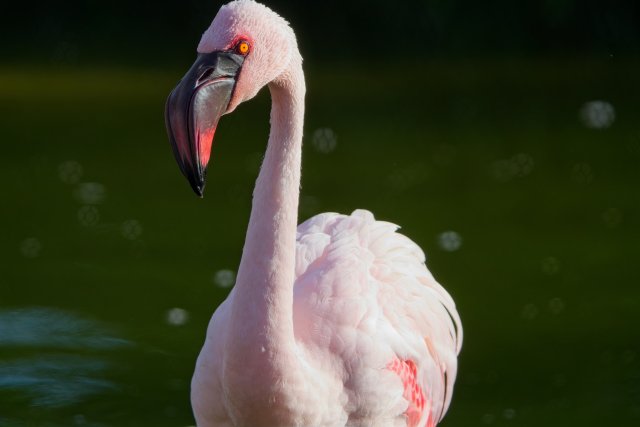 Lesser flamingo at Naples Zoo at Caribbean Gardens