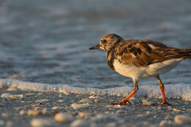 Ruddy Turnstone at Bowman's Beach