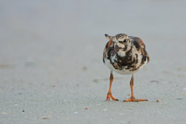 The Harlequin's Secret: Ruddy Turnstones and the Shores of Bowditch Point Park