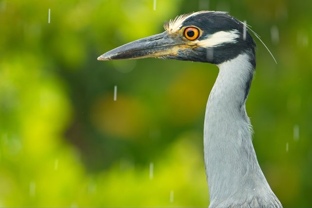 Observing the Yellow-crowned Night Heron at J.N. Ding Darling Refuge