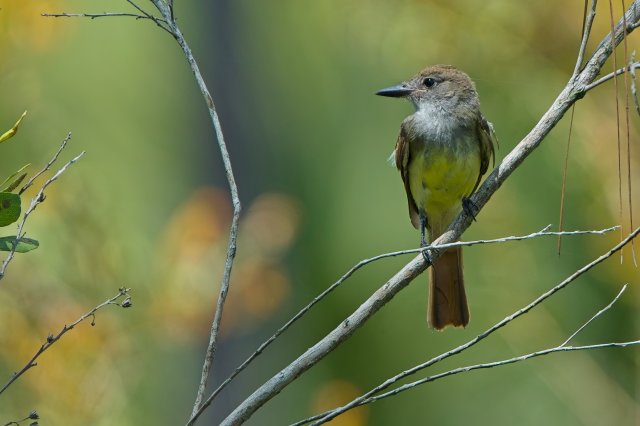 Great Crested Flycatcher in CREW Marsh Trails: A Summer Portrait