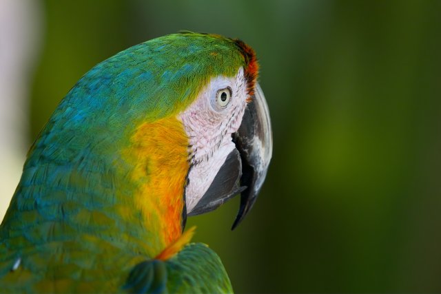 Vibrant Scarlet Macaw at Sarasota Jungle Gardens