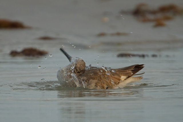 Coastal Ritual: The Willet's Vigorous Cleanse at Bowditch Point Park