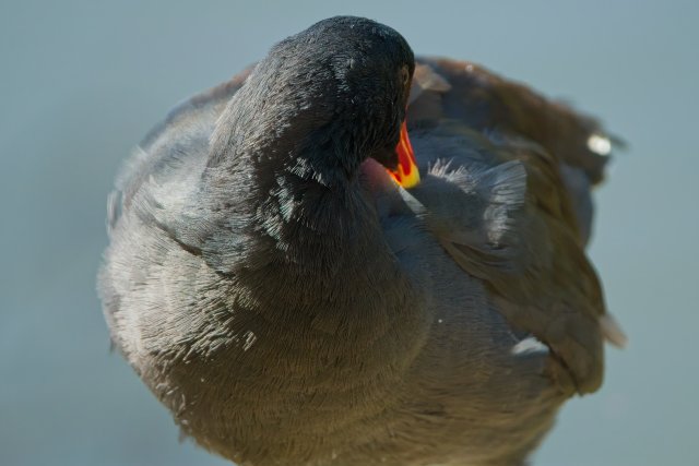 Common Gallinule at Lakes Park