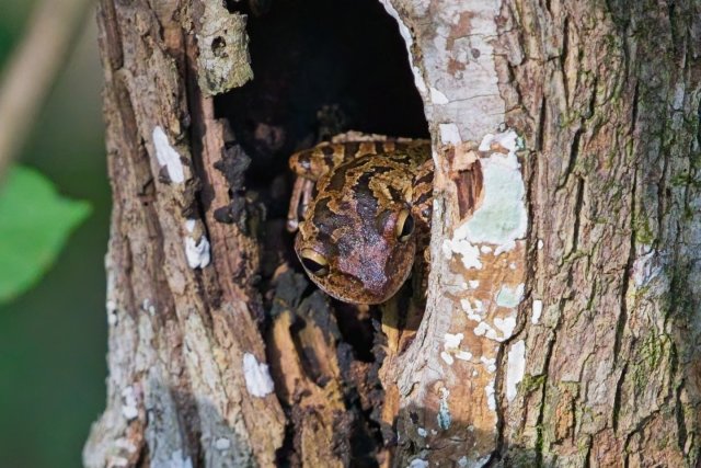 Hidden Hunters of the Cypress Slough: Discovering the Cuban Tree Frog