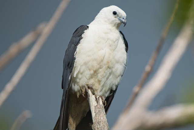 Title Swallow-tailed Kites Survey J.N. Ding Darling National Wildlife Refuge