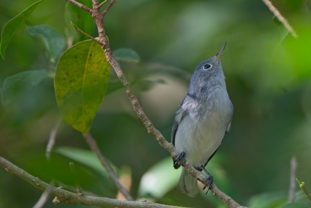 Blue-gray Gnatcatcher at Rotary Park