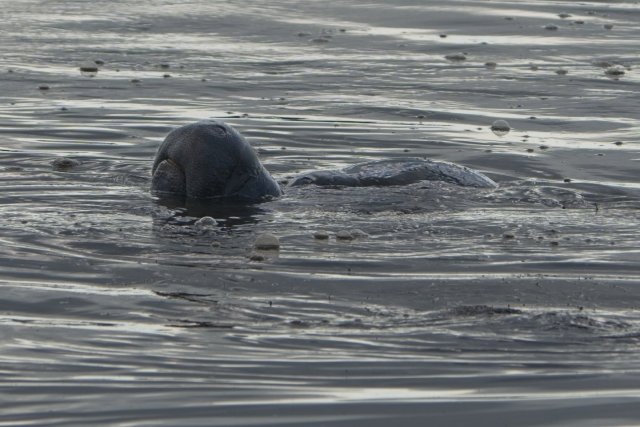 Gentle Giants of J.N. Ding Darling National Wildlife Refuge