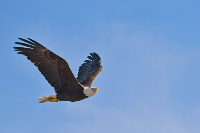 The Sentinel of Lakes Park: American Bald Eagle and 250 Years of Freedom