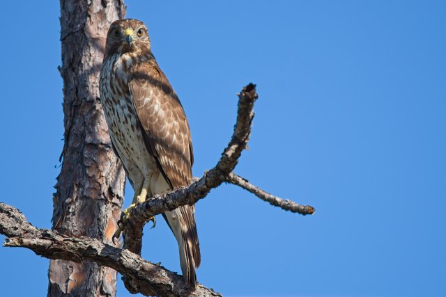 Red-shouldered Hawks of Crew Flint Pen Strand: Masters of the Florida Wetlands