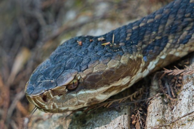 The Silent Hunter of the Cypress Slough: A Portrait of the Florida Cottonmouth