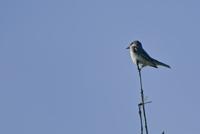 Gray Kingbird Observation at Lakes Park
