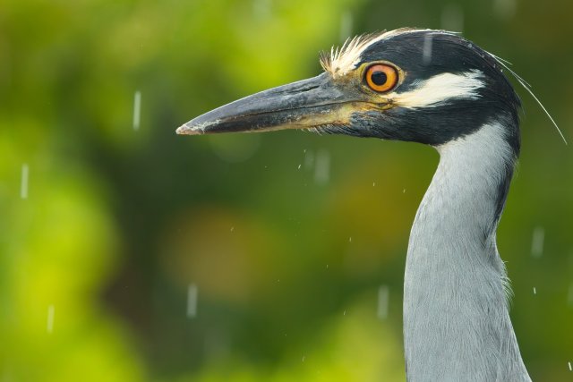 Observing the Yellow-crowned Night Heron at J.N. Ding Darling Refuge