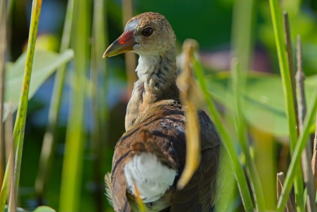 Purple Gallinule in Lakes Park's Marshy Haven
