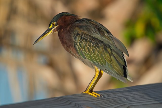 Green Heron behavior at Lakes Park