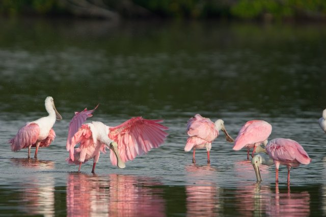 Roseate spoonbill at J.N. Ding Darling National Wildlife Refuge