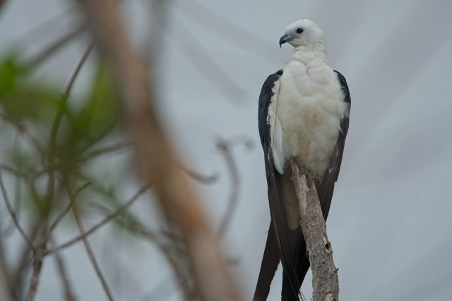 Swallow-tailed Kite Perched at Ding Darling: A Conservation Gem