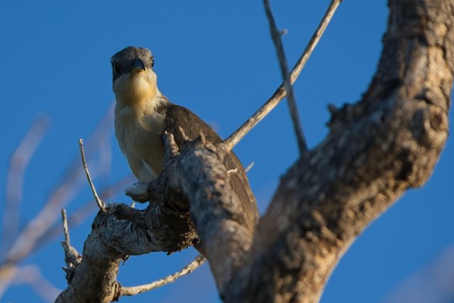 Mangrove Cuckoo Watchers in J.N. Ding Darling National Wildlife Refuge