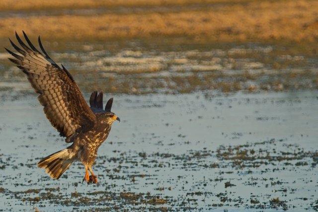Snail Kite Hunting Over Harns Marsh Preserve