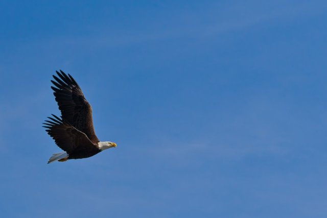 The Sentinel of Lakes Park: American Bald Eagle and 250 Years of Freedom