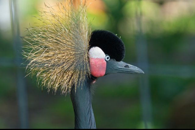 Black Crowned-Crane at Naples Zoo at Caribbean Gardens
