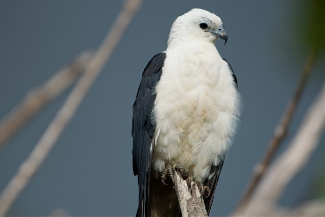 Title Swallow-tailed Kites Survey J.N. Ding Darling National Wildlife Refuge